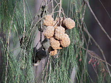 APII jpeg image of Allocasuarina torulosa  © contact APII