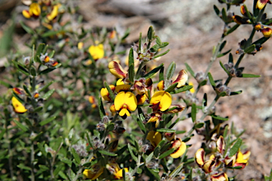 APII jpeg image of Aotus subglauca var. subglauca  © contact APII