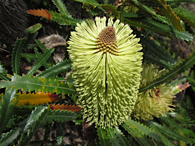 APII jpeg image of Banksia aemula  © contact APII