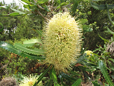 APII jpeg image of Banksia aemula  © contact APII