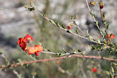 APII jpeg image of Chorizema dicksonii  © contact APII