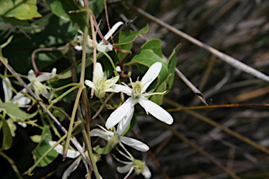 APII jpeg image of Clematis glycinoides  © contact APII