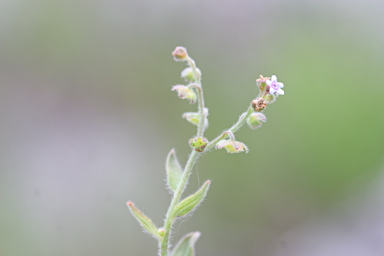 APII jpeg image of Cynoglossum australe  © contact APII