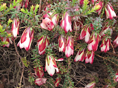 APII jpeg image of Darwinia macrostegia  © contact APII