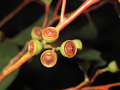 APII jpeg image of Eucalyptus andrewsii  © contact APII