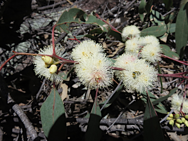 APII jpeg image of Eucalyptus blakelyi  © contact APII