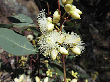 APII jpeg image of Eucalyptus blakelyi  © contact APII