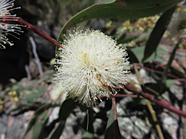 APII jpeg image of Eucalyptus blakelyi  © contact APII