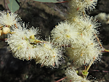 APII jpeg image of Eucalyptus blakelyi  © contact APII