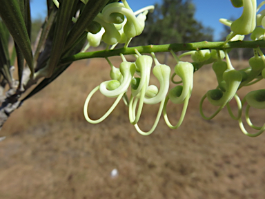 APII jpeg image of Grevillea parallela  © contact APII