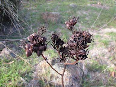 APII jpeg image of Haemodorum planifolium  © contact APII