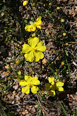 APII jpeg image of Hibbertia linearis  © contact APII