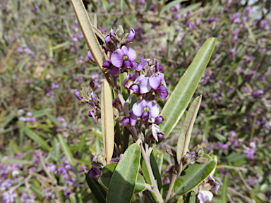 APII jpeg image of Hovea apiculata  © contact APII