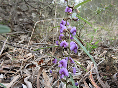 APII jpeg image of Hovea heterophylla  © contact APII