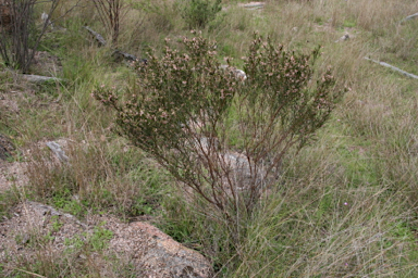 APII jpeg image of Indigofera adesmiifolia  © contact APII