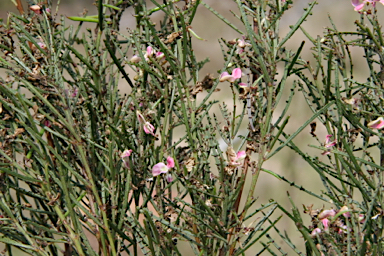 APII jpeg image of Indigofera adesmiifolia  © contact APII