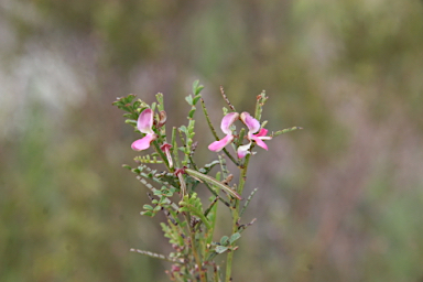 APII jpeg image of Indigofera adesmiifolia  © contact APII