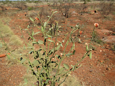 APII jpeg image of Isotropis atropurpurea  © contact APII