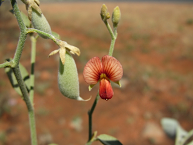 APII jpeg image of Isotropis atropurpurea  © contact APII