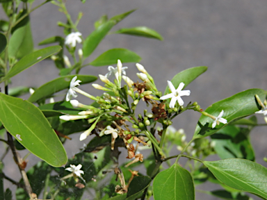 APII jpeg image of Jasminum didymum subsp. racemosum  © contact APII