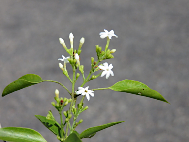 APII jpeg image of Jasminum didymum subsp. racemosum  © contact APII