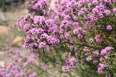 APII jpeg image of Kunzea obovata  © contact APII