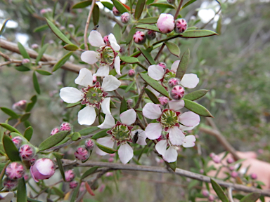 APII jpeg image of Leptospermum brevipes  © contact APII