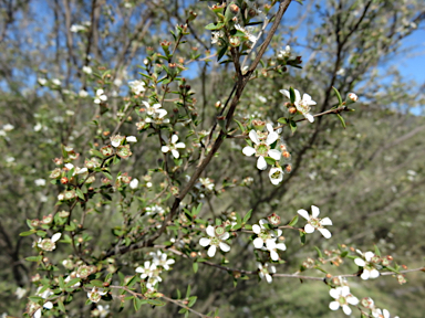 APII jpeg image of Leptospermum microcarpum  © contact APII