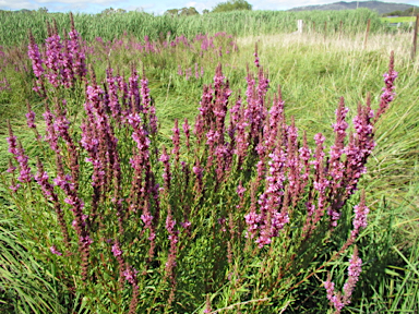 APII jpeg image of Lythrum salicaria  © contact APII