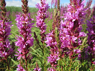 APII jpeg image of Lythrum salicaria  © contact APII