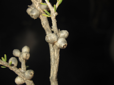 APII jpeg image of Melaleuca pauperiflora  © contact APII