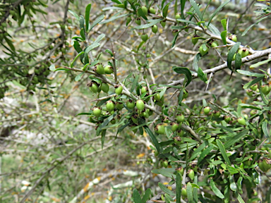 APII jpeg image of Melicytus dentatus  © contact APII