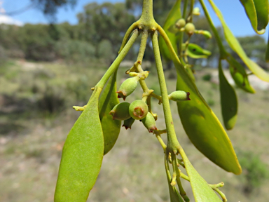 APII jpeg image of Notothixos cornifolius  © contact APII