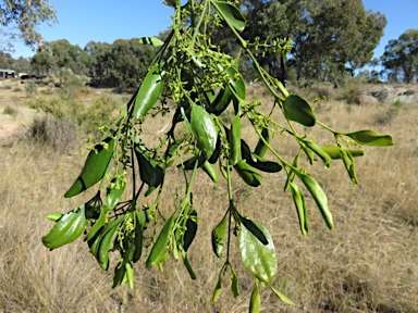 APII jpeg image of Notothixos cornifolius  © contact APII