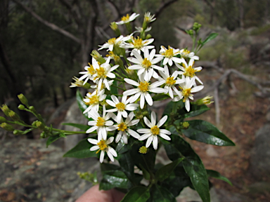 APII jpeg image of Olearia elliptica  © contact APII