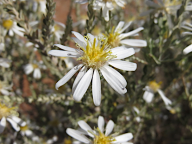 APII jpeg image of Olearia pimeleoides  © contact APII