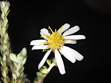 APII jpeg image of Olearia pimeleoides  © contact APII