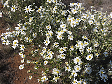 APII jpeg image of Olearia pimeleoides  © contact APII