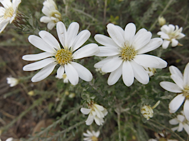 APII jpeg image of Olearia pimeleoides  © contact APII