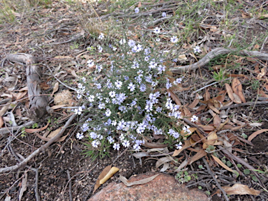 APII jpeg image of Olearia ramosissima  © contact APII