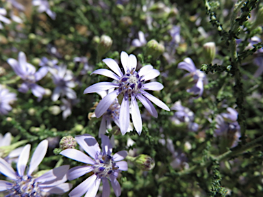 APII jpeg image of Olearia ramosissima  © contact APII