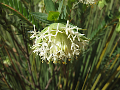 APII jpeg image of Pimelea macrostegia  © contact APII