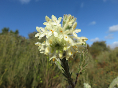 APII jpeg image of Pimelea octophylla  © contact APII