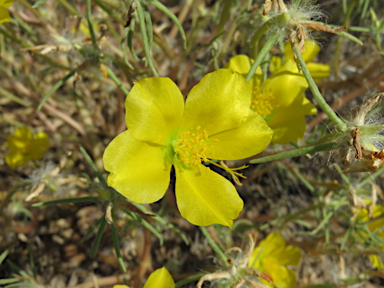 APII jpeg image of Portulaca sp. Rockhampton Downs (S.T.Blake17854)  © contact APII