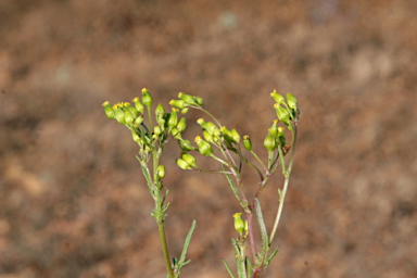 APII jpeg image of Senecio glossanthus  © contact APII