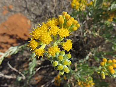 APII jpeg image of Senecio lanibracteus  © contact APII