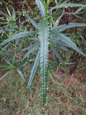 APII jpeg image of Senecio linearifolius  © contact APII