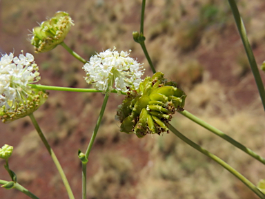 APII jpeg image of Trachymene oleracea  © contact APII