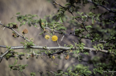 APII jpeg image of Vachellia farnesiana  © contact APII