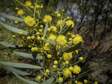 APII jpeg image of Acacia ligulata  © contact APII